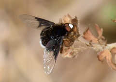 Ogcodocera leucoprocta