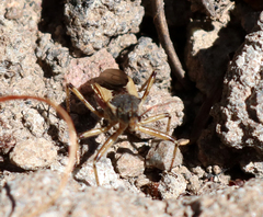 Rhynocoris ventralis