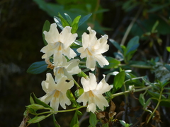 Diplacus grandiflorus