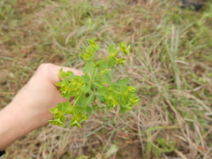Euphorbia spathulata