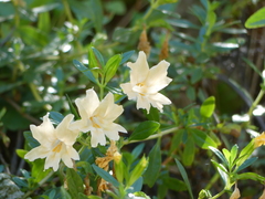 Diplacus grandiflorus