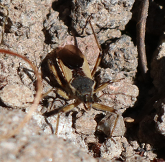 Rhynocoris ventralis