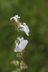 Lobelia appendiculata