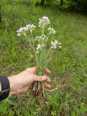 Allium drummondii