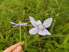 Nemastylis geminiflora