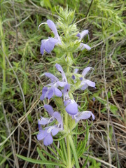 Salvia engelmannii