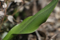 Erythronium pluriflorum