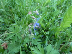 Geranium pratense