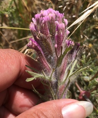 Castilleja exserta latifolia