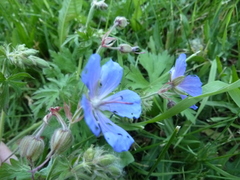 Geranium pratense