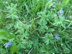 Geranium pratense