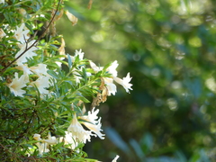 Diplacus grandiflorus