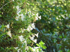 Diplacus grandiflorus