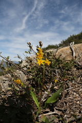 Erythronium pluriflorum
