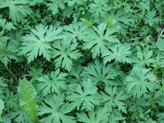 Geranium pratense