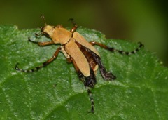 Macrodactylus subspinosus
