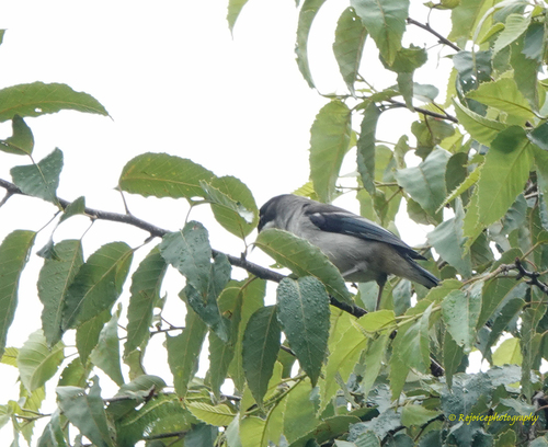 Grey Sibia (Heterophasia gracilis), photo 7