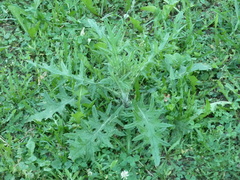 Cirsium vulgare