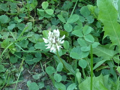 Trifolium repens