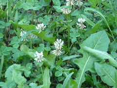 Trifolium repens