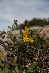 Erythronium pluriflorum