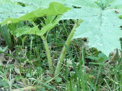Heracleum sosnowskyi