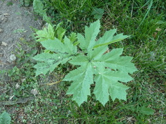 Heracleum sosnowskyi