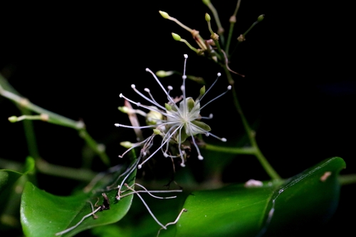 Capparis cantoniensis (Capparis cantoniensis)