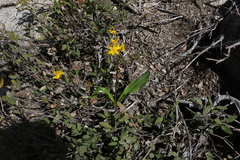 Erythronium pluriflorum