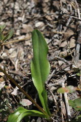 Erythronium pluriflorum