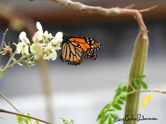 Danaus plexippus plexippus