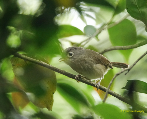 Nepal Fulvetta (Alcippe nipalensis), photo 6