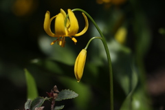 Erythronium pluriflorum
