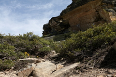 Erythronium pluriflorum