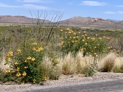 Erythrostemon gilliesii