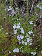 Prostanthera behriana