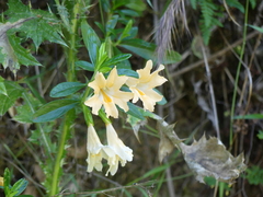 Diplacus grandiflorus