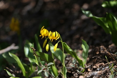 Erythronium pluriflorum