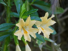 Diplacus grandiflorus