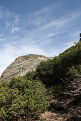 Erythronium pluriflorum