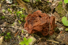 Gyromitra esculenta