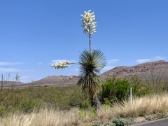 Yucca elata