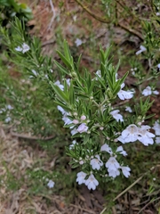 Prostanthera behriana