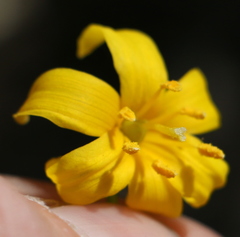 Erythronium pluriflorum