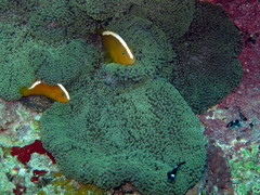 Amphiprion sandaracinos