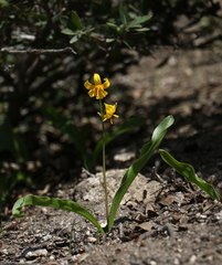 Erythronium pluriflorum