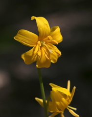 Erythronium pluriflorum
