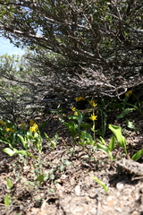 Erythronium pluriflorum