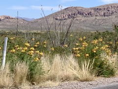 Erythrostemon gilliesii