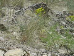Lomatium dissectum